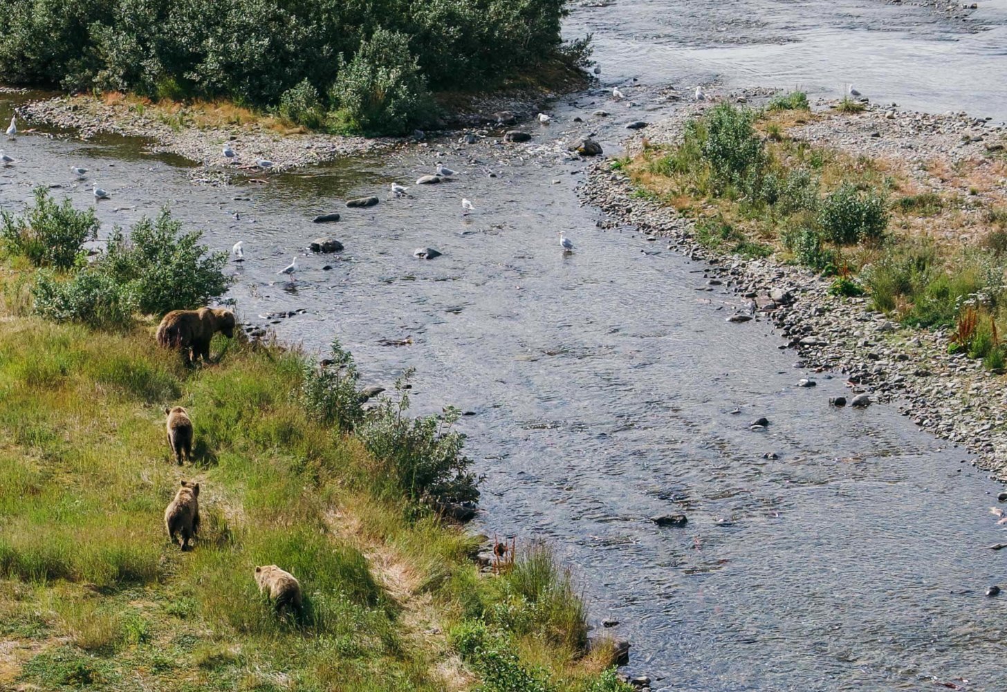 Bears crossing a river