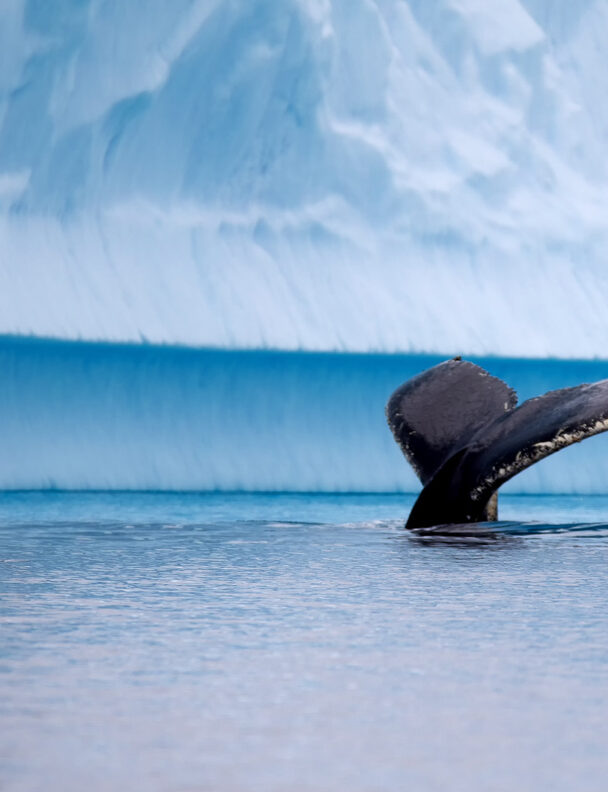 Backcountry skiing in Antarctica