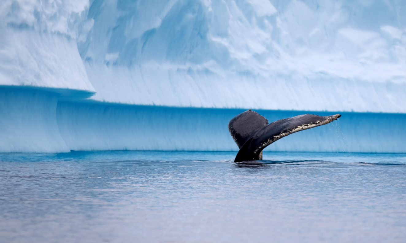 A humpback whale in Antarctica