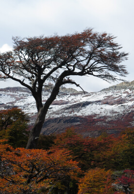 Crismon Lenga forest in autumn. The forest provides a habitat for many endemic animals.
