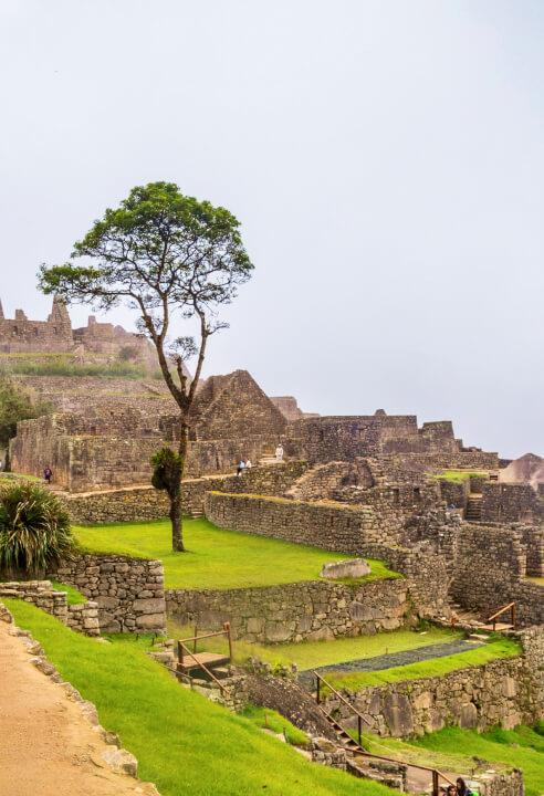 A lone tree overshadowed by the sheer grandeur of the Machu Picchu.