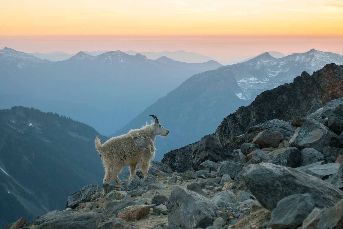 A mountain goat in the North Cascades