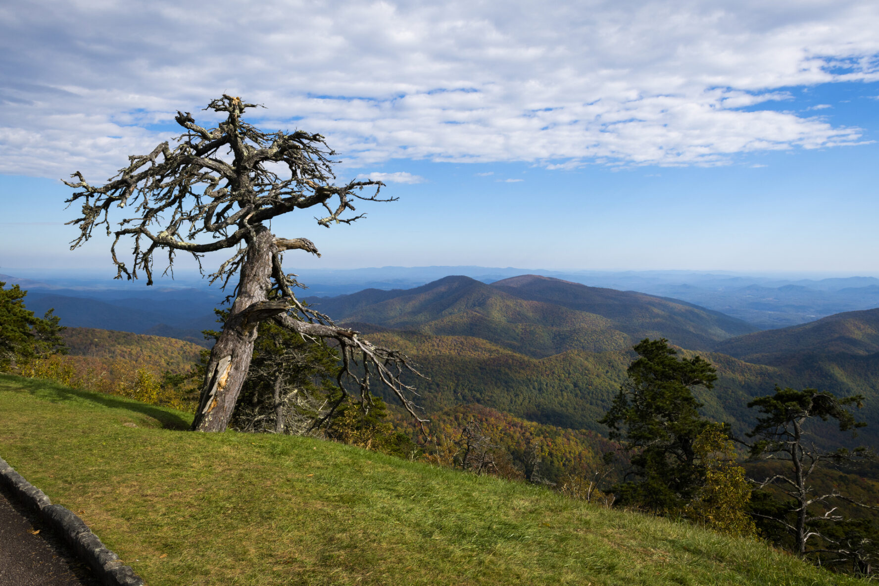 A view of a weathered tree at the Laurel Knob Overlook in the Blue Ridge Mountains, North Carolina.