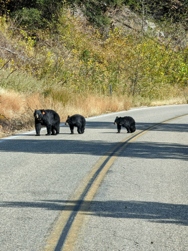 Hiking in Sequoia and Kings Canyon National Parks, California