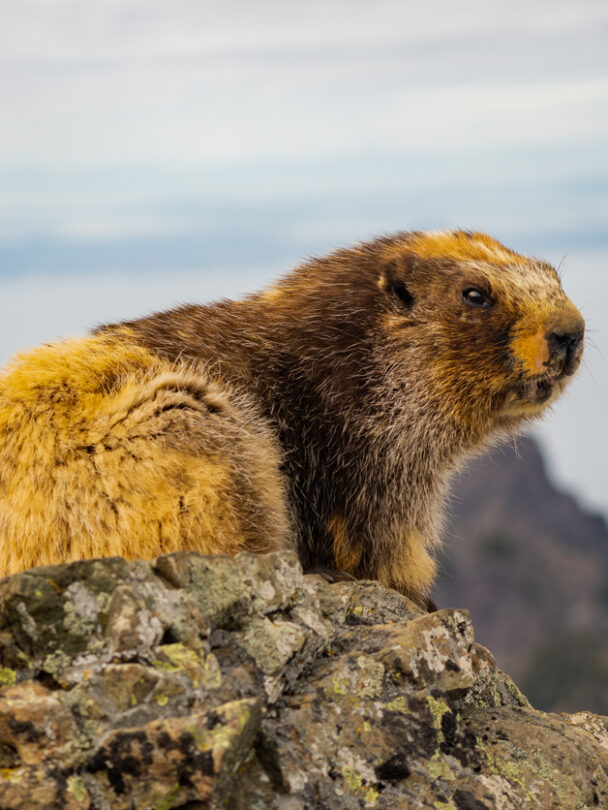 Hiking in Mount Rainier and Olympic National Parks - m