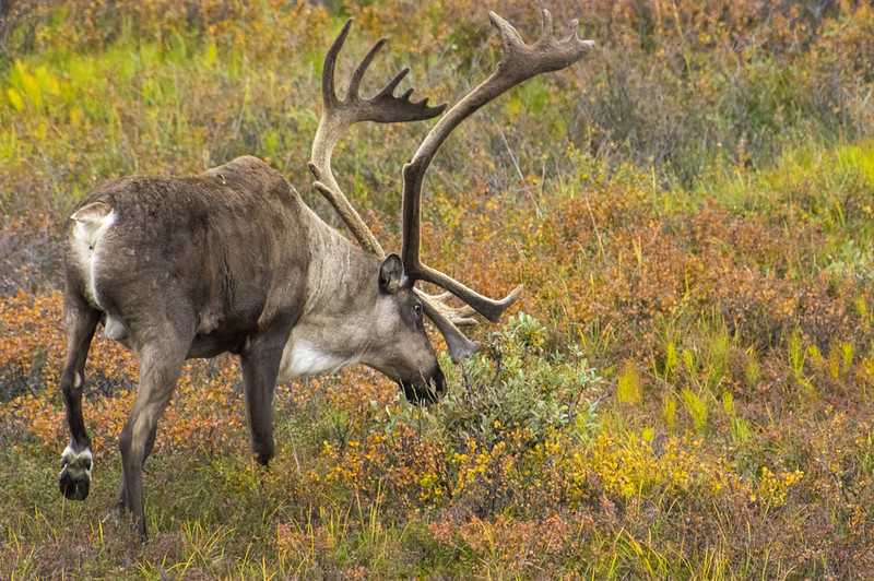 A caribou reindeer feeding in the wilderness of Denali.
