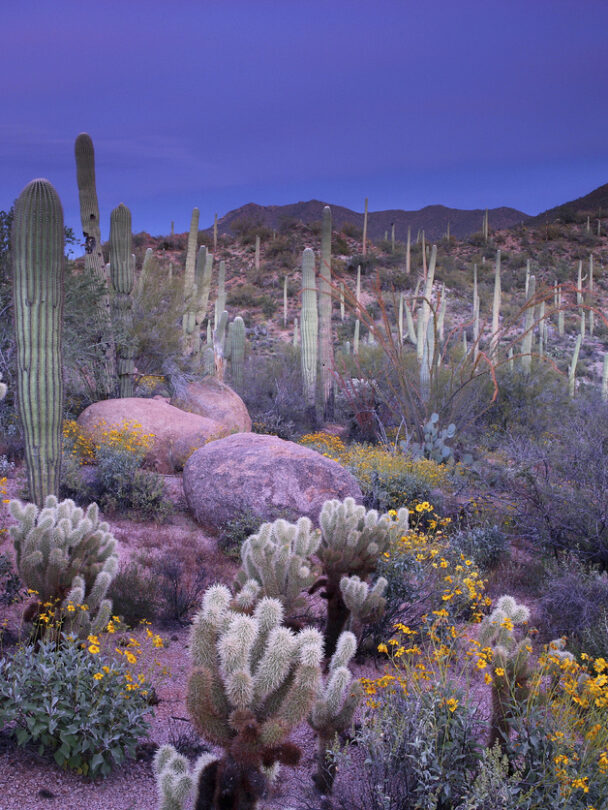 Hiking in Saguaro National Park, Arizona