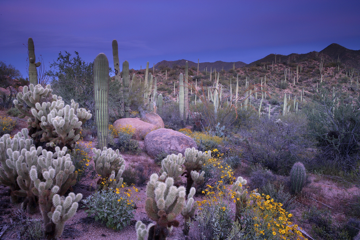 A natural cactus garden in Saguaro National Park