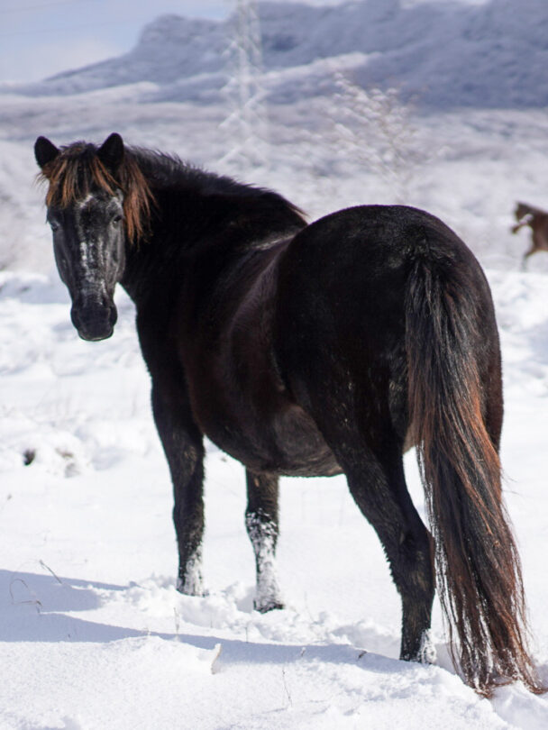 Horses in Racha