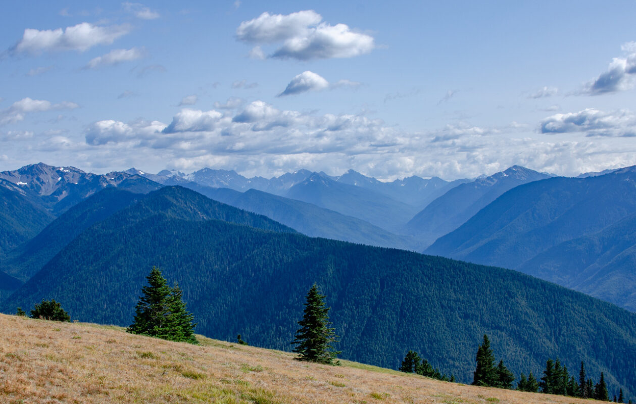 Hurricane Ridge in Olympic National Park