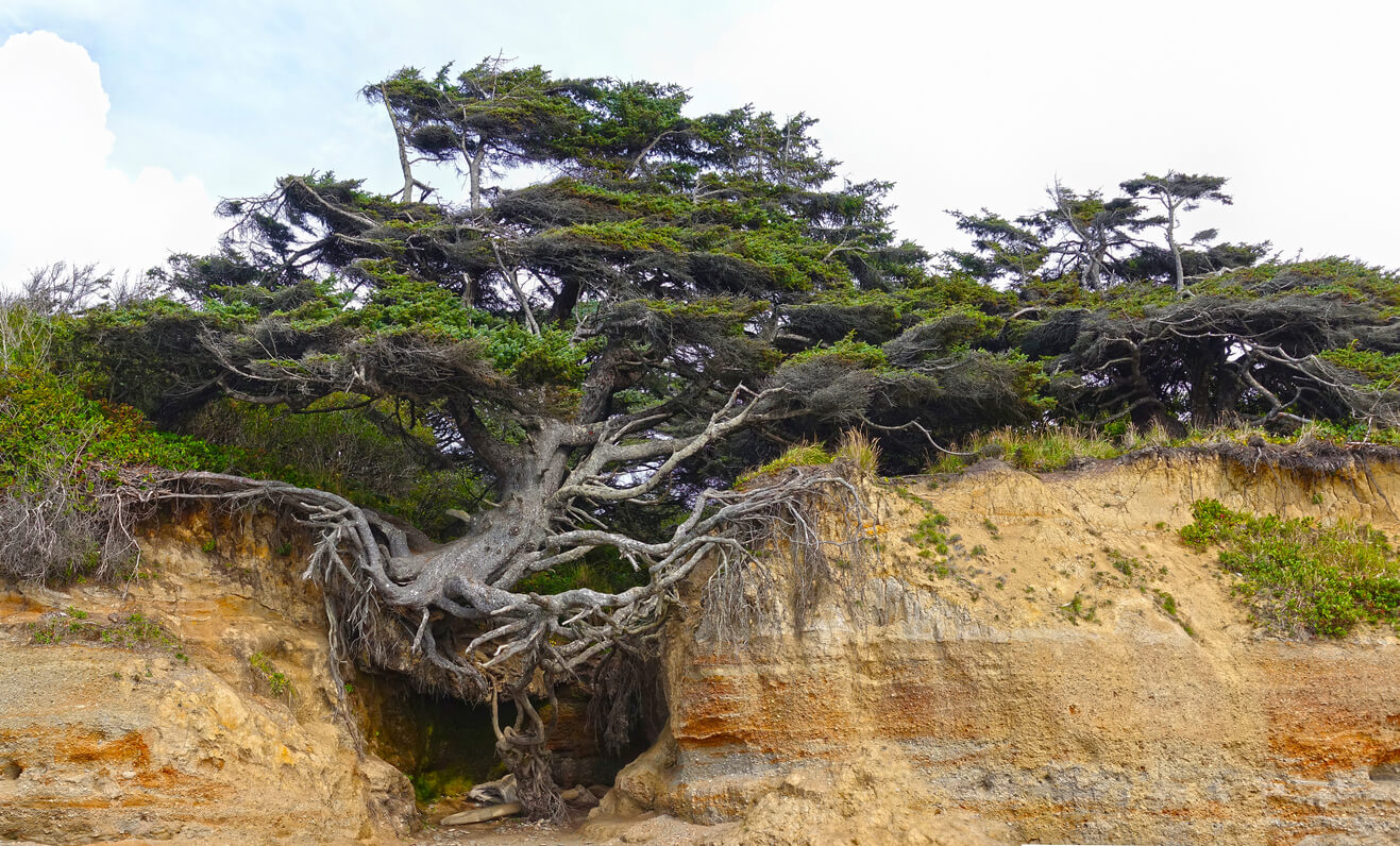 Tree of Life in Olympic national park