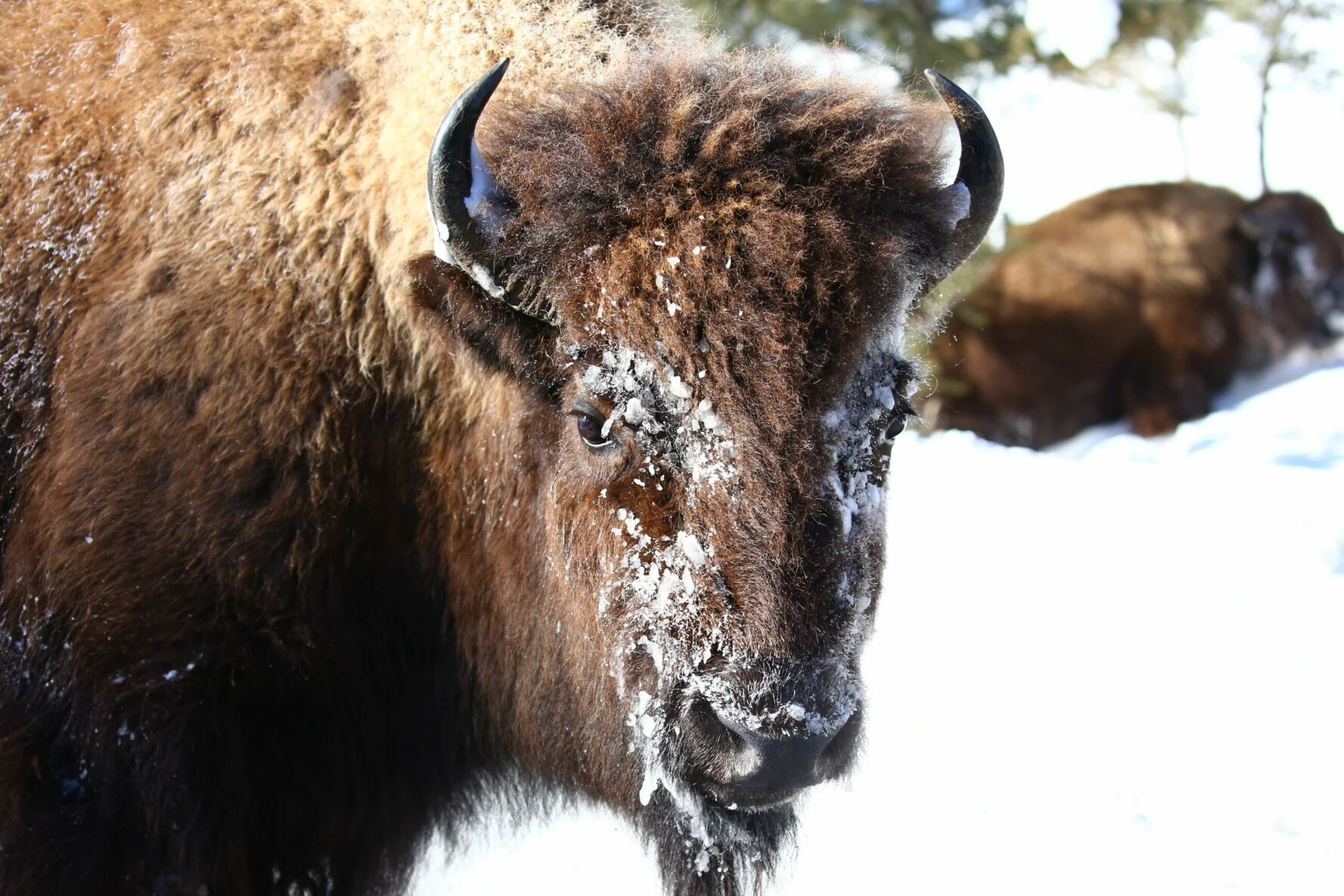 A bison in Yellowstone