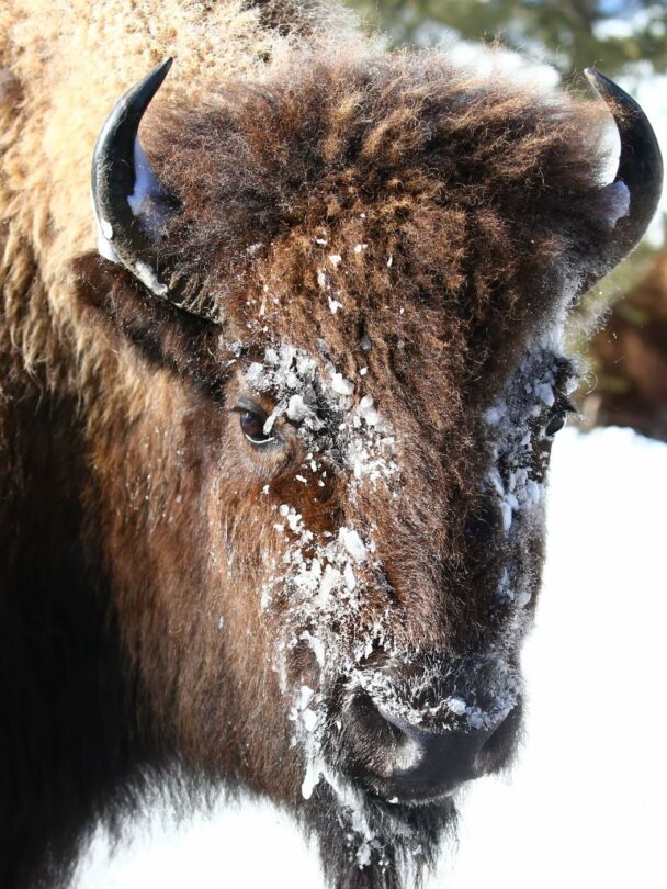 Yellowstone Snowshoeing and Cross-Country Skiing