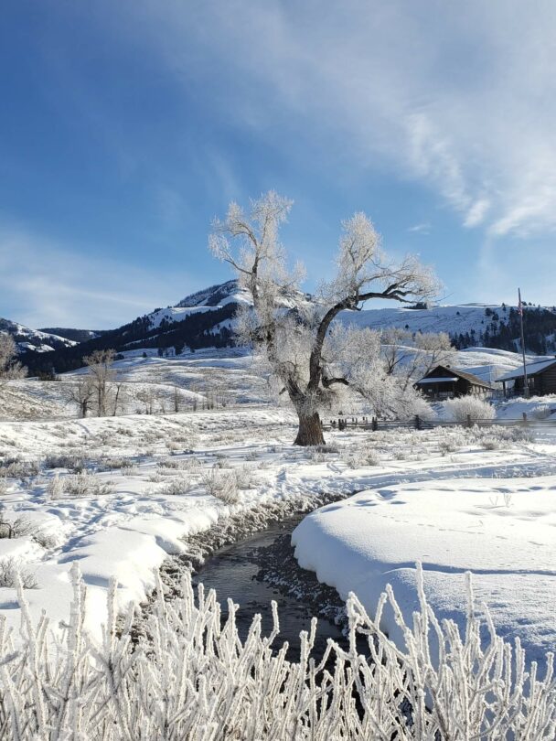 Yellowstone Snowshoeing and Cross-Country Skiing