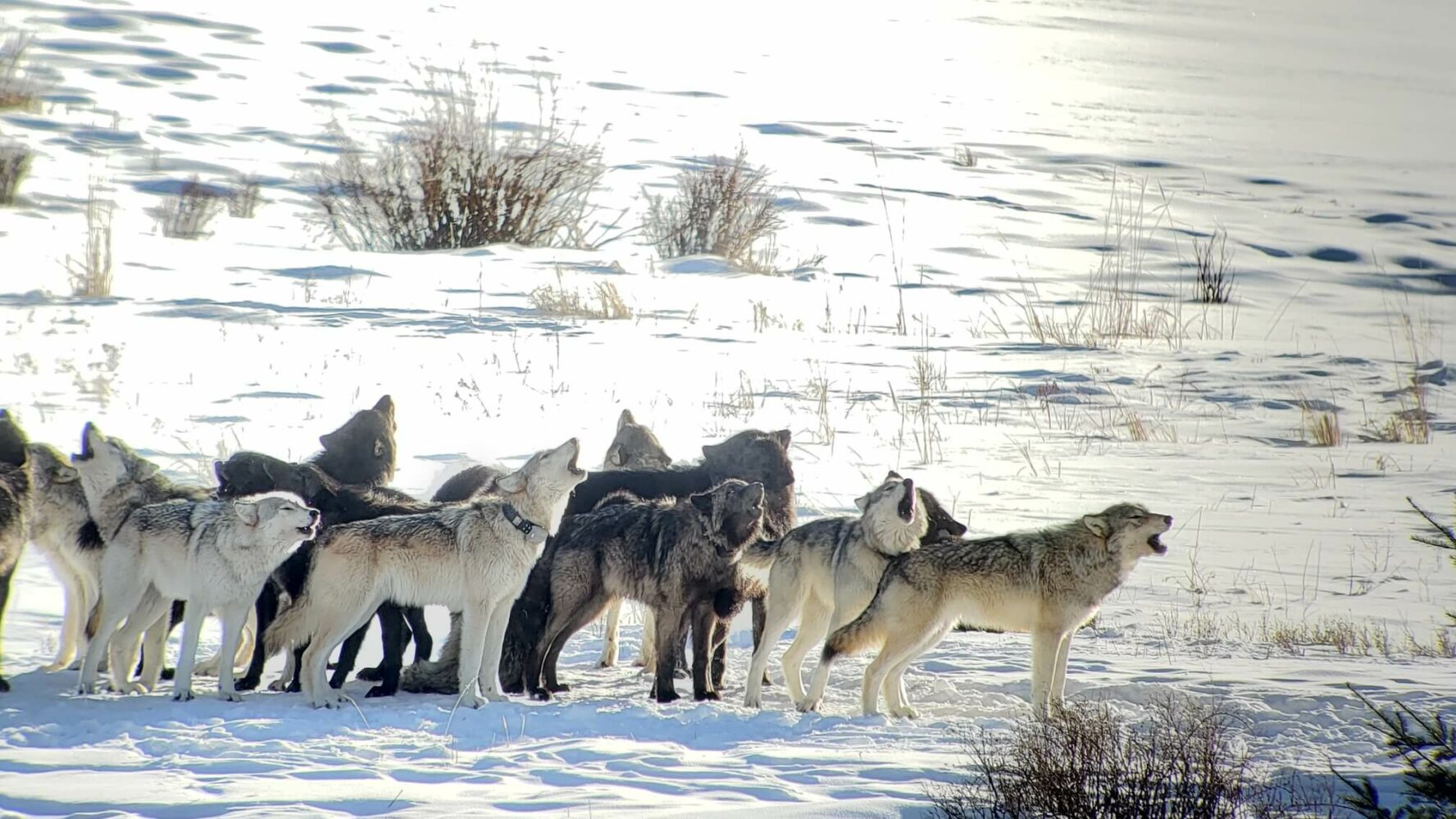 Wolves in Yellowstone
