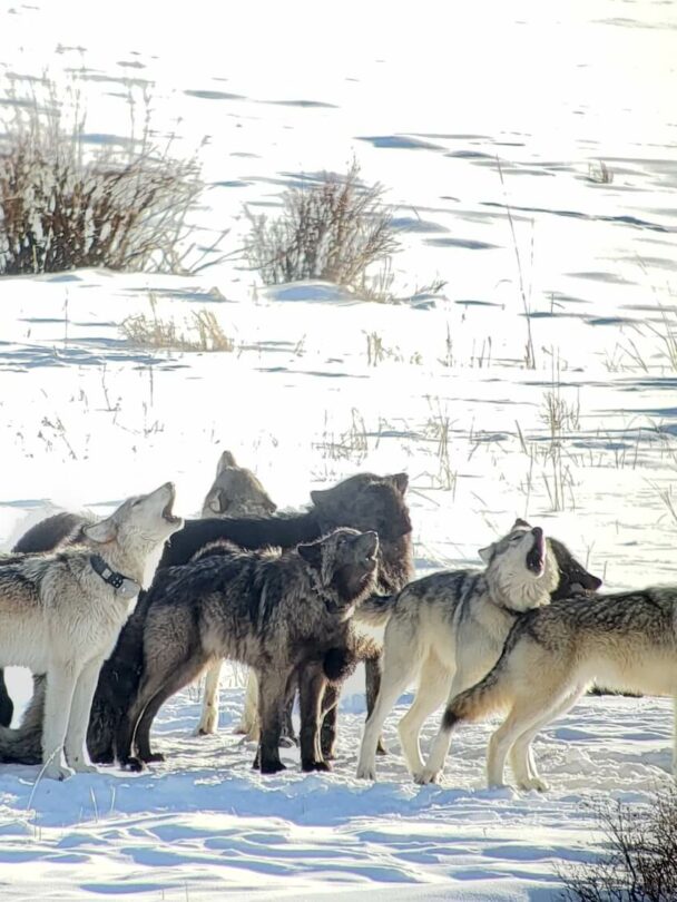 Yellowstone Snowshoeing and Cross-Country Skiing