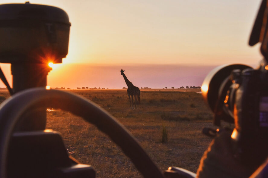 A giraffe viewed from a responsible distance while on safari in Botswana's Chobe National Park