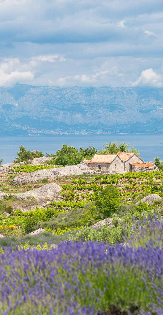A shot of Hvar's lavender field, with Makarska riviera and Biokovo in the background