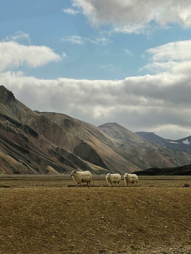 Women's Great Hiking Voyage in Iceland