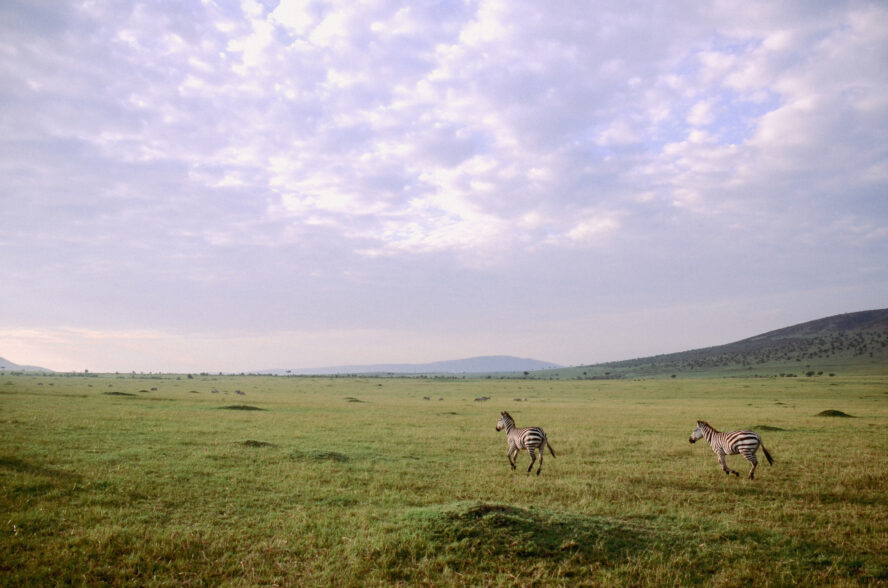 Cebra gallop from our vehicle in Kenya's Masai Mara.