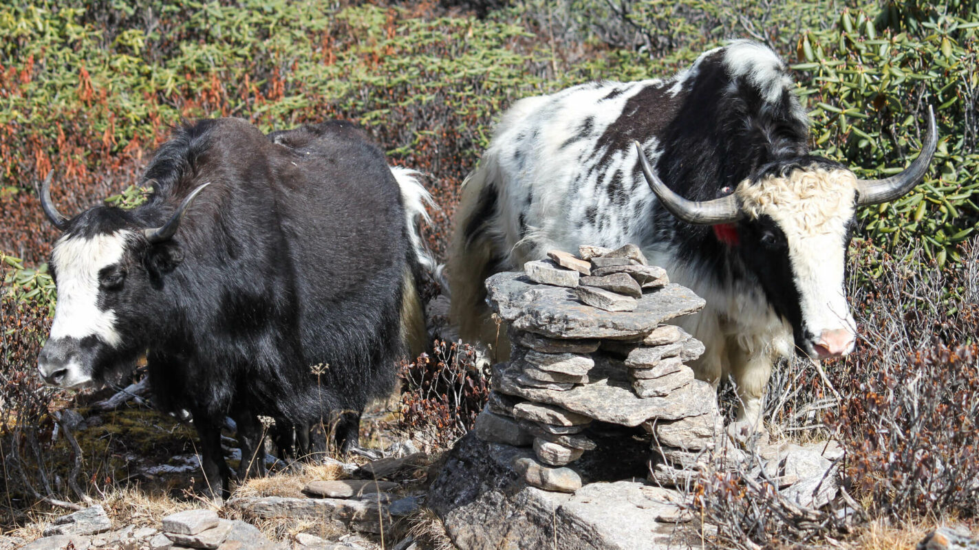 Two yaks on the Druk Path trek
