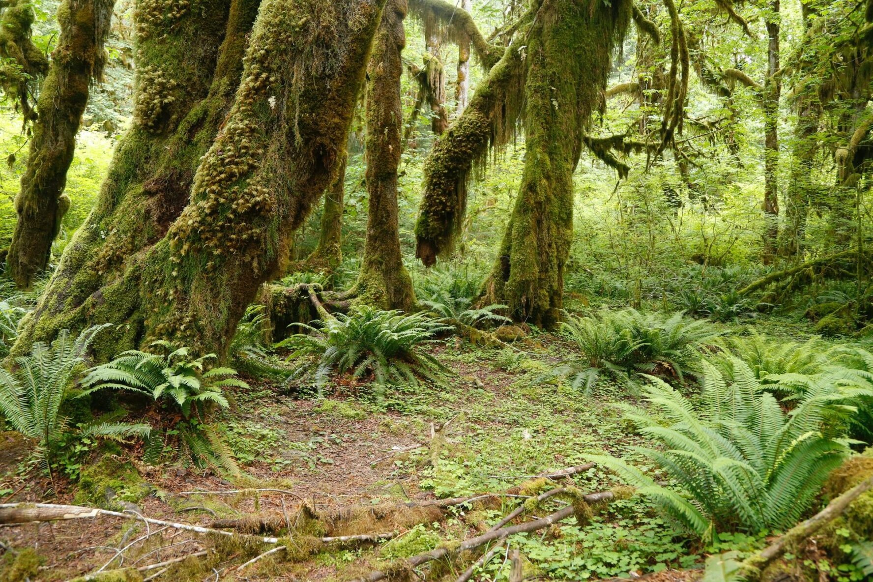 The Olympic National Park is home to western red cedar, Sitka spruce, Douglas fir, bigleaf maple, and western hemlock trees.