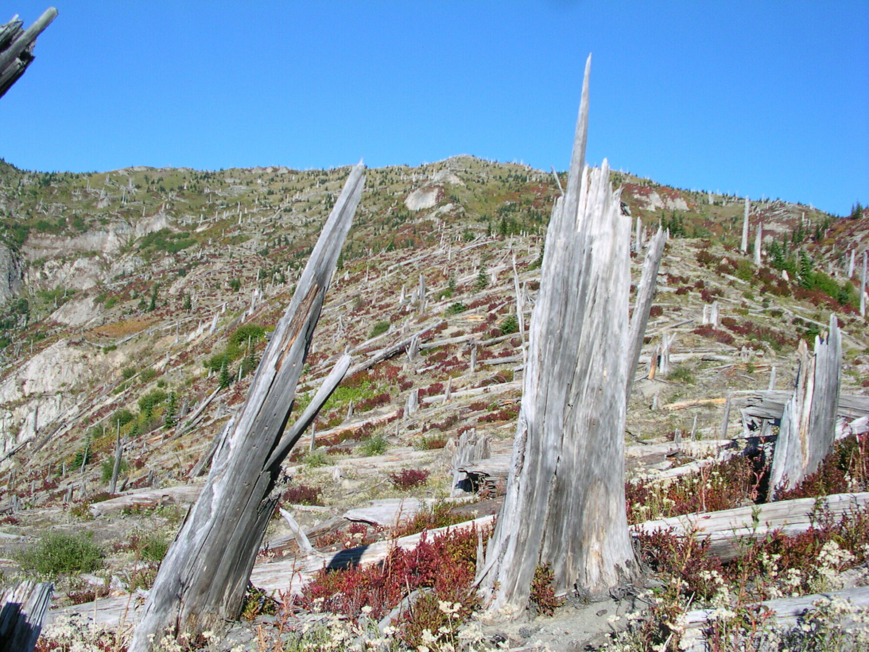 On Mount Margaret trail above Spirit Lake, the effects of the Mount Saint Helens eruption is apparent, along with signs of regrowth.