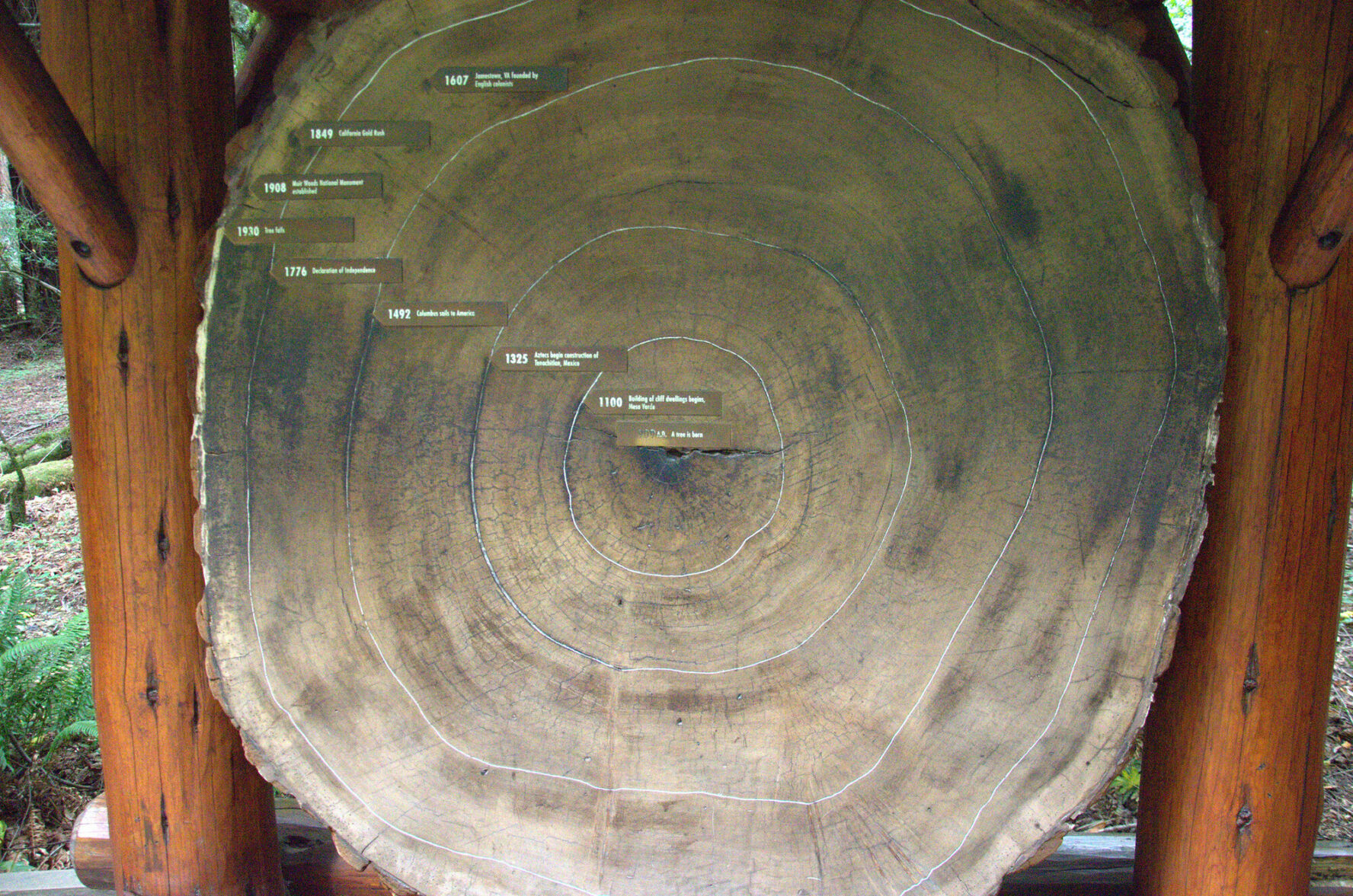This old growth forest is full of redwoods, related to the giant sequoia of the Sierra Nevada.