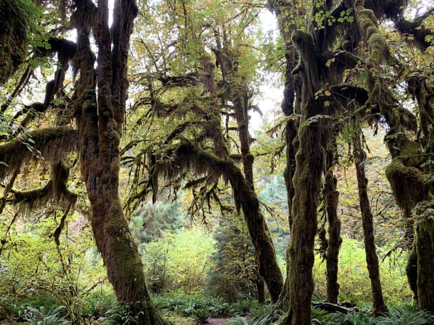 Olympic National Park is home to four major temperate rainforest valleys including the Hoh, Queets, Quinault, and Bogchiel. 