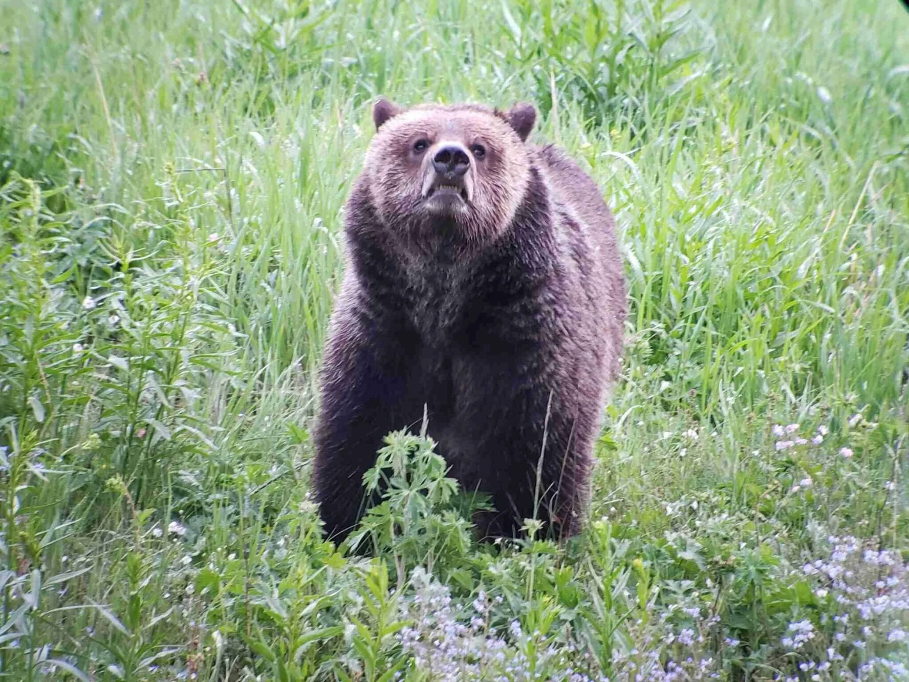 A bear in Yellowstone National Park