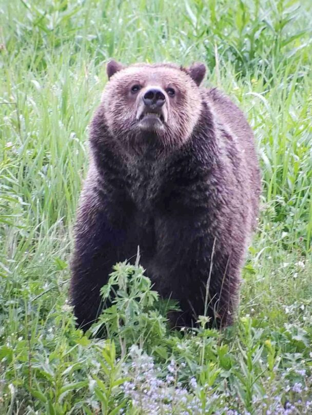 Hiking in the Mammoth Area in Yellowstone