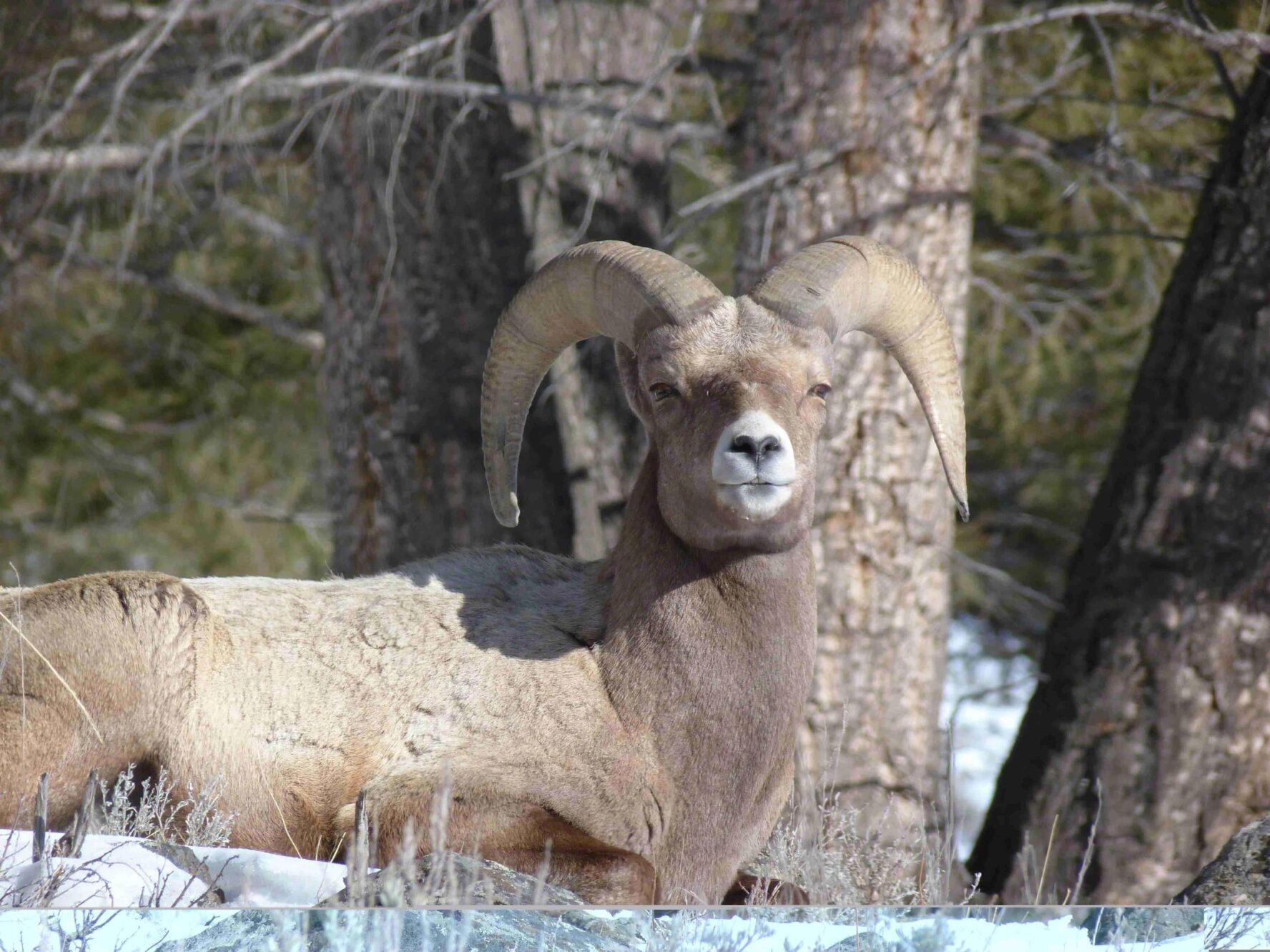 A bighorn sheep in Yellowstone
