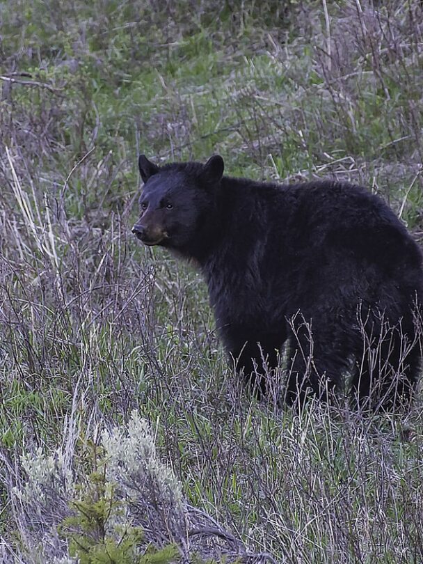 Hiking and Wildlife Watching in Tower-Roosevelt, Yellowstone