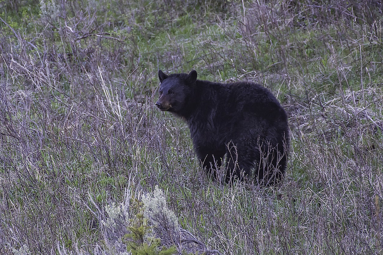 A black bear in Yellowstone’s Tower-Roosevelt area