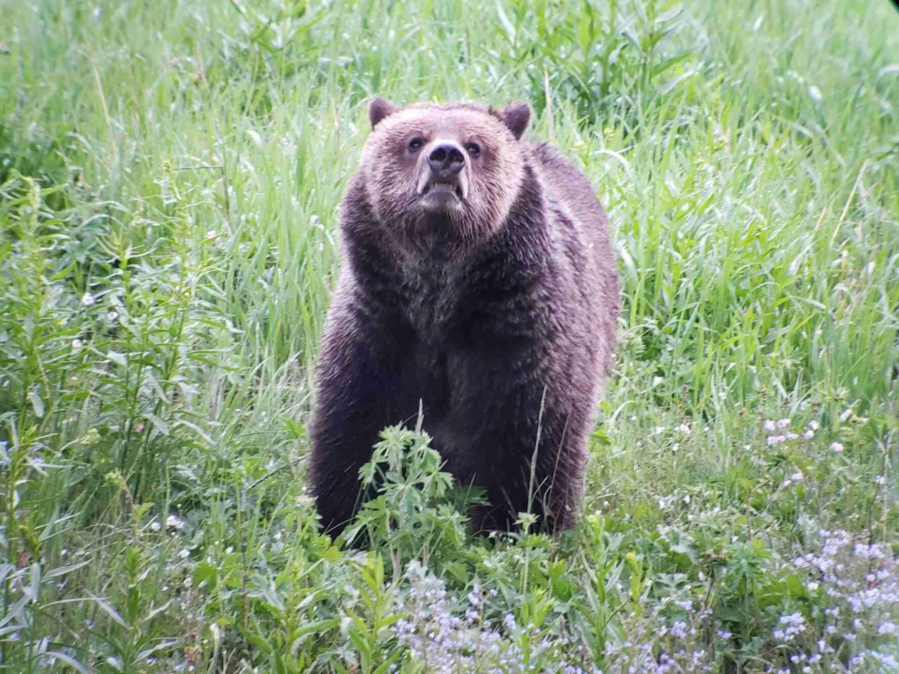 A young bear on a meadow near Canyon Village