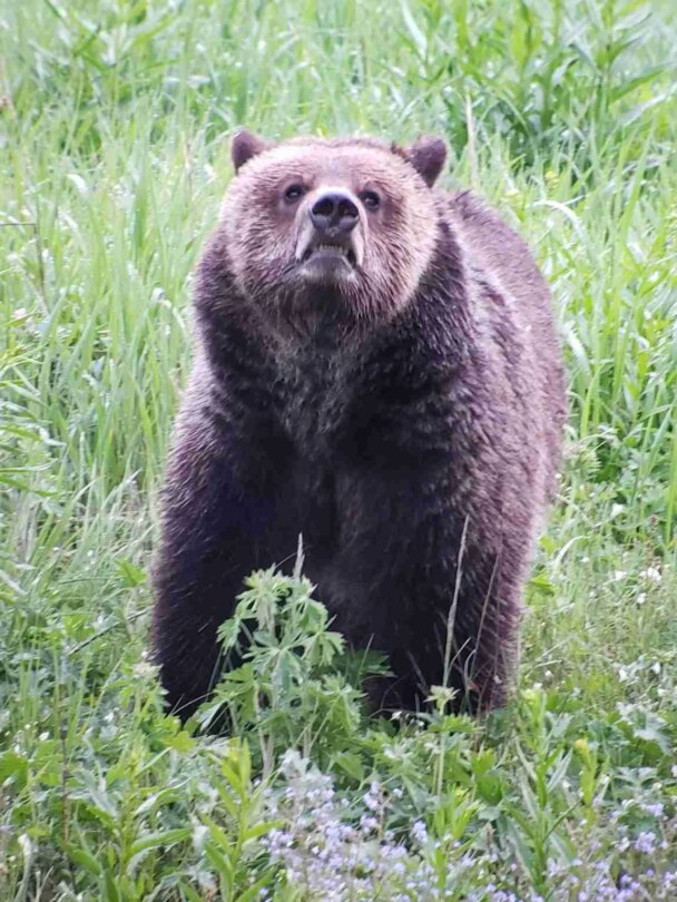 Hiking and Wildlife Watching in the Grand Canyon of the Yellowstone