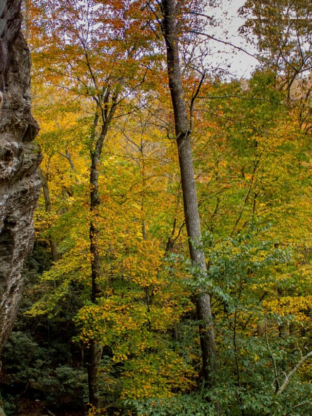 Rock climbing clinics in Red River Gorge