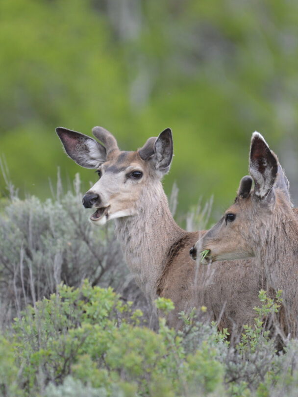 Hiking and camping in Yellowstone and Grand Teton, Wyoming