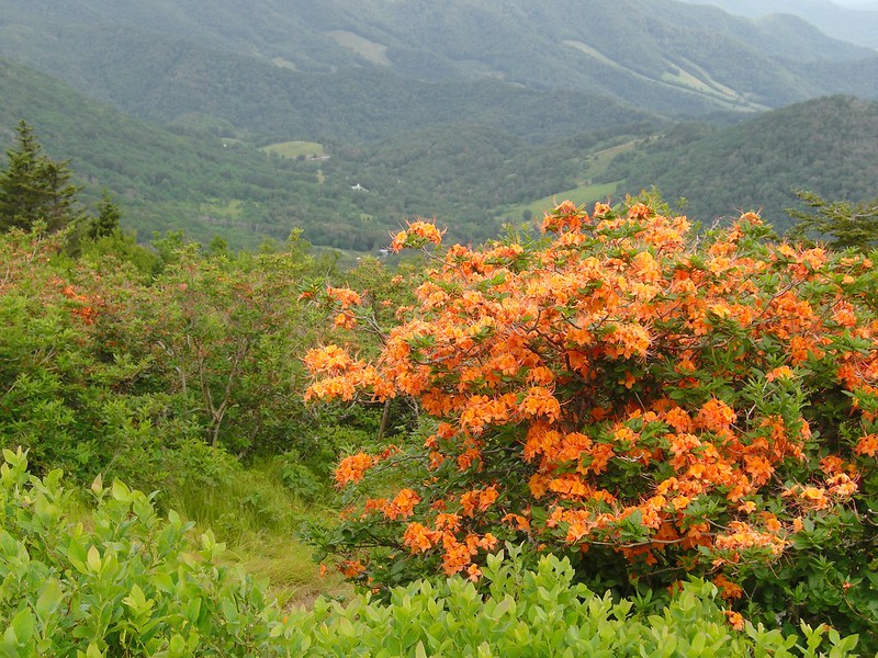 Flame azaleas on Gregory Bald in Smoky Mountains National Park