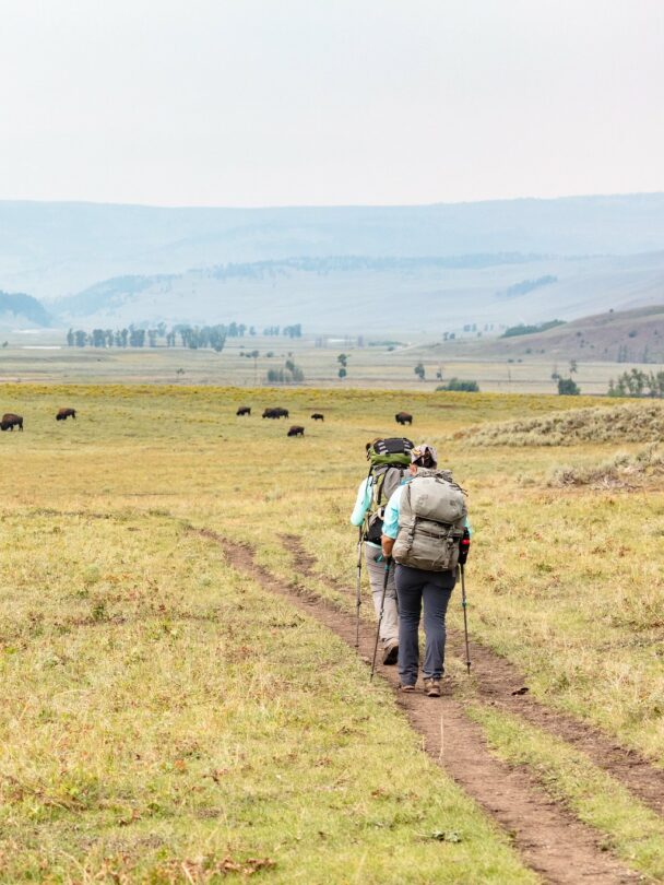 Hiking and Wildlife Watching in Tower-Roosevelt, Yellowstone