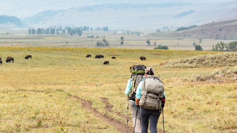Hiking and Wildlife Watching in Tower-Roosevelt, Yellowstone