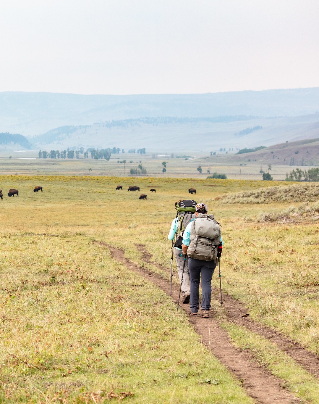 Hiking and Wildlife Watching in Tower-Roosevelt, Yellowstone