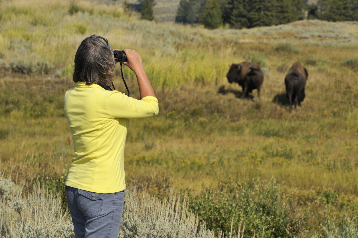 Hiking and wildlife watching in Yellowstone