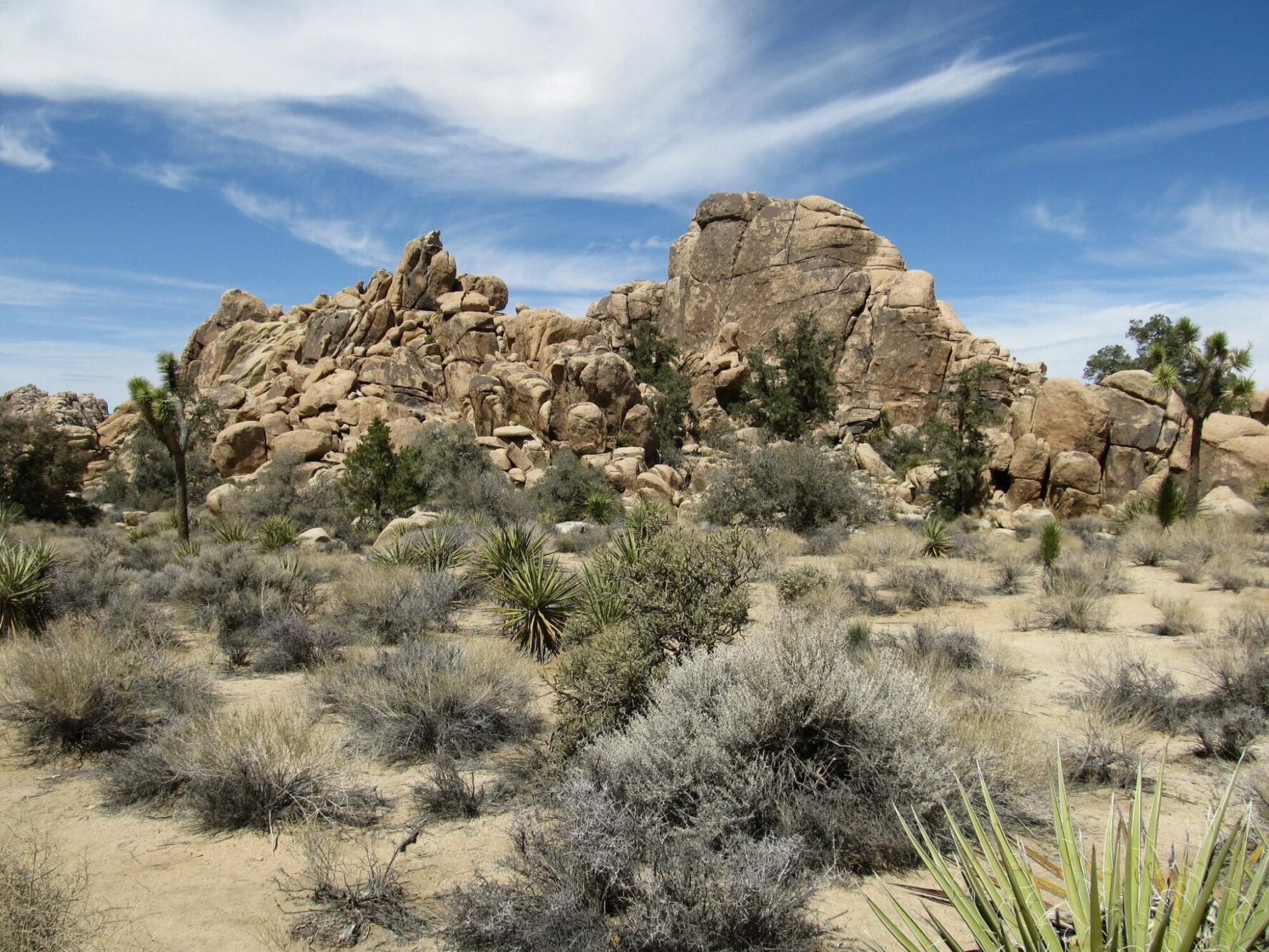 A landscape in Joshua Tree National Park
