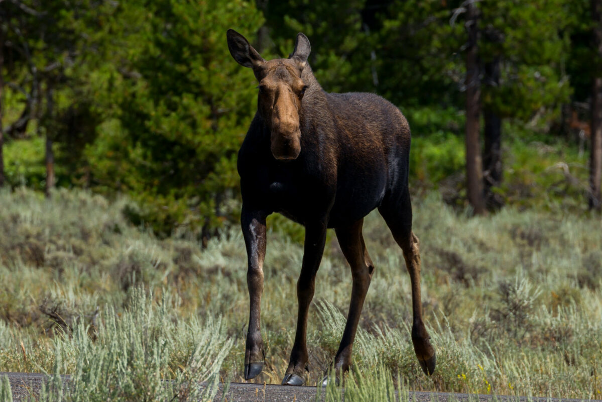 A moose in Grand Teton National Park