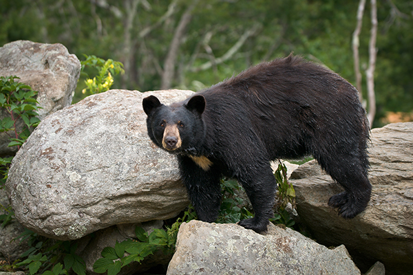A bear on some rocks in Smoky Mountains National Park