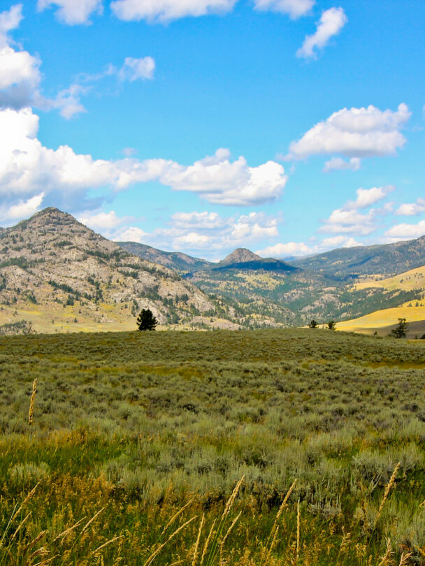 Hiking and Wildlife Watching in Tower-Roosevelt, Yellowstone