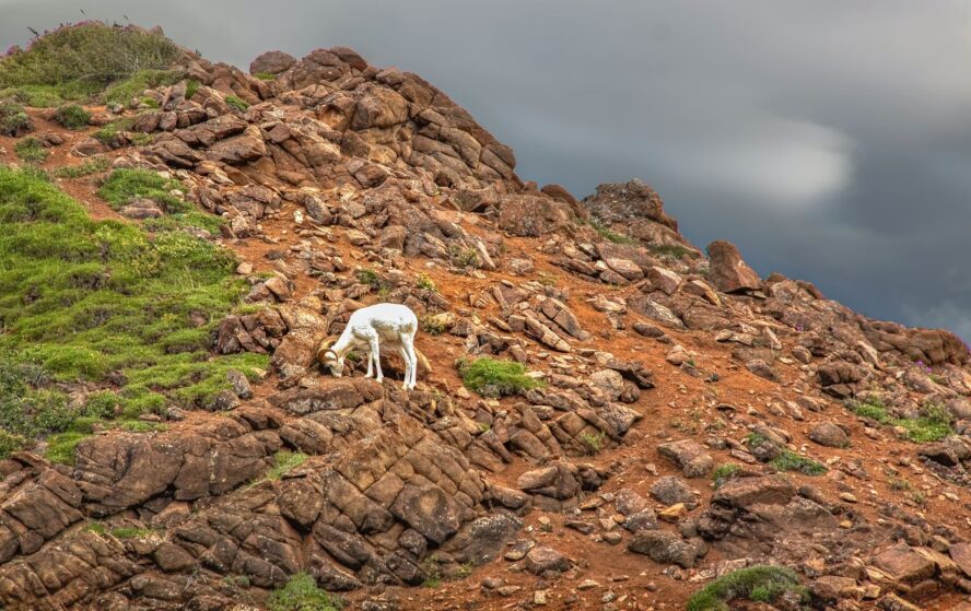 Wildlife on a backpacking trip in Denali