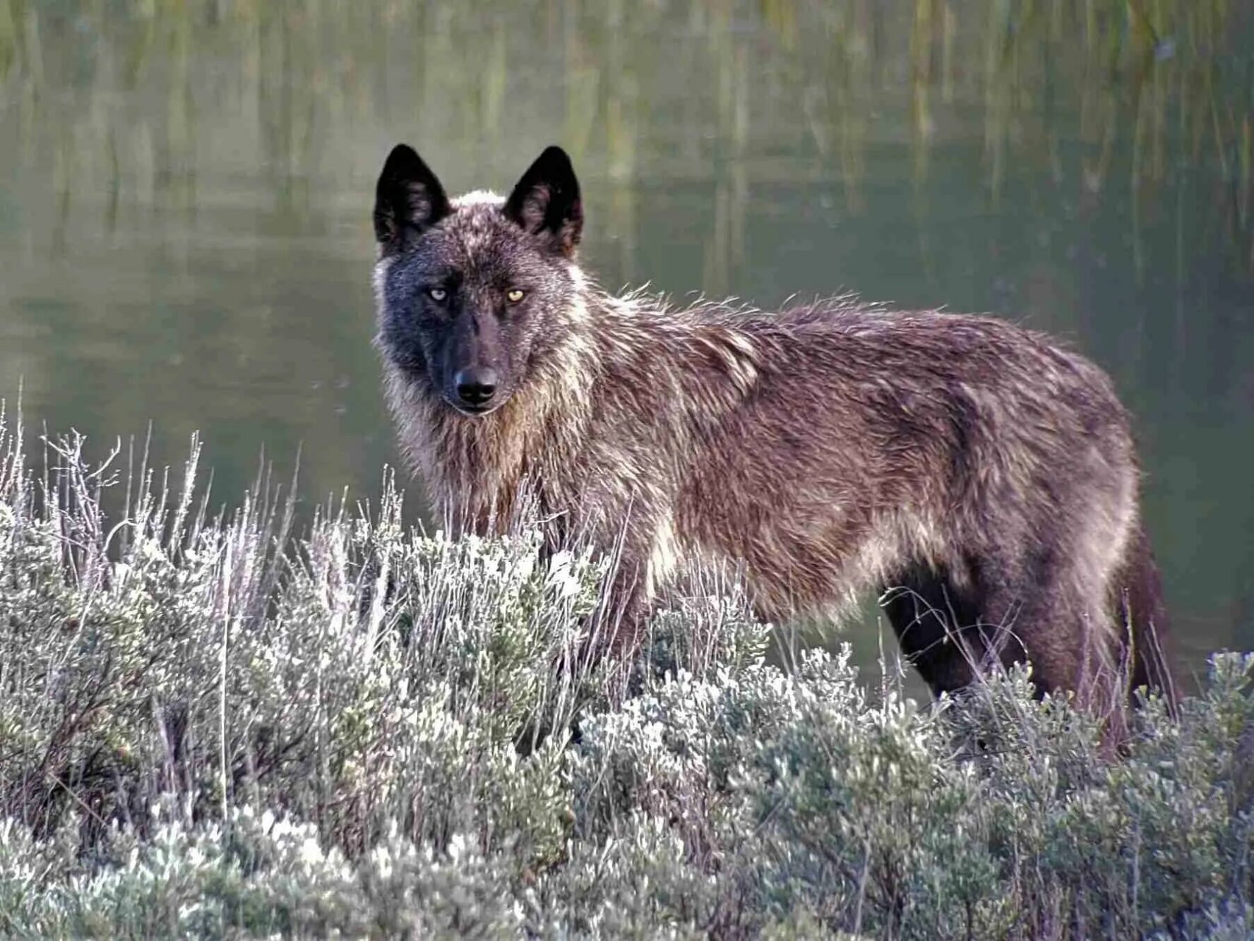 A wolf in Yellowstone