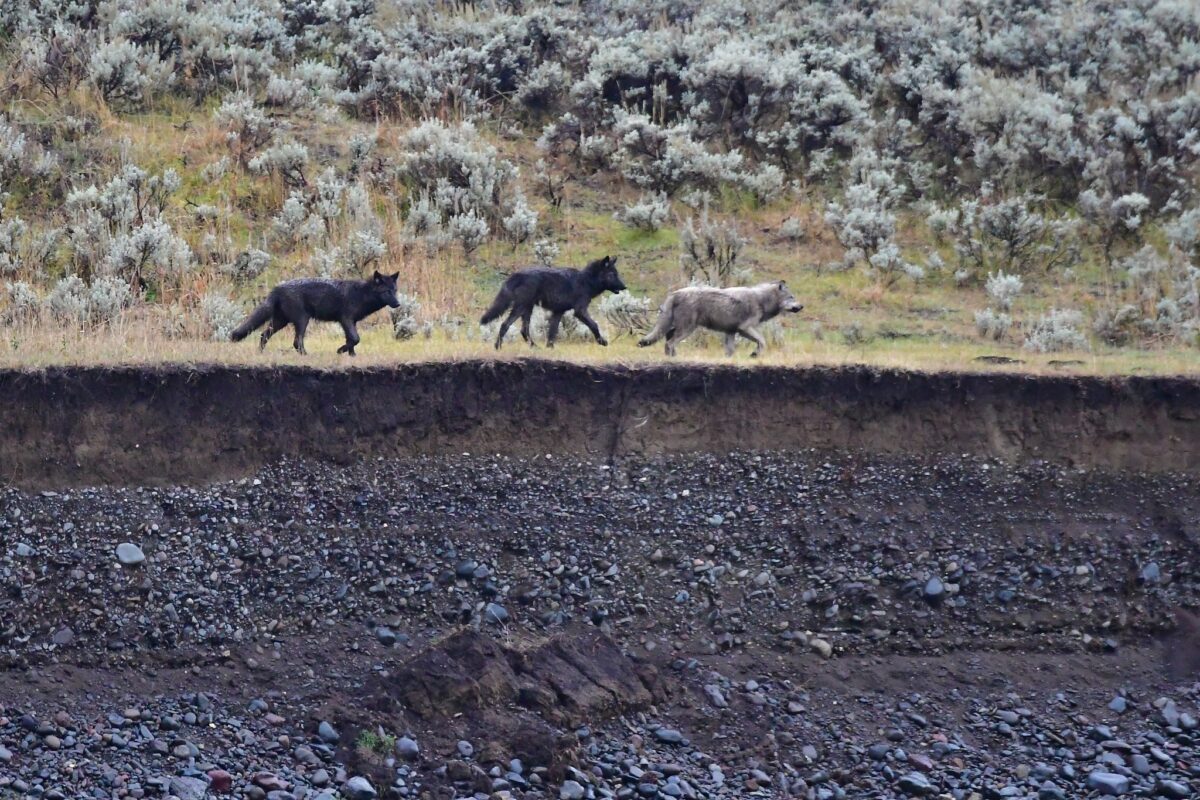 Wolves in Lamar Valley, Yellowstone National Park